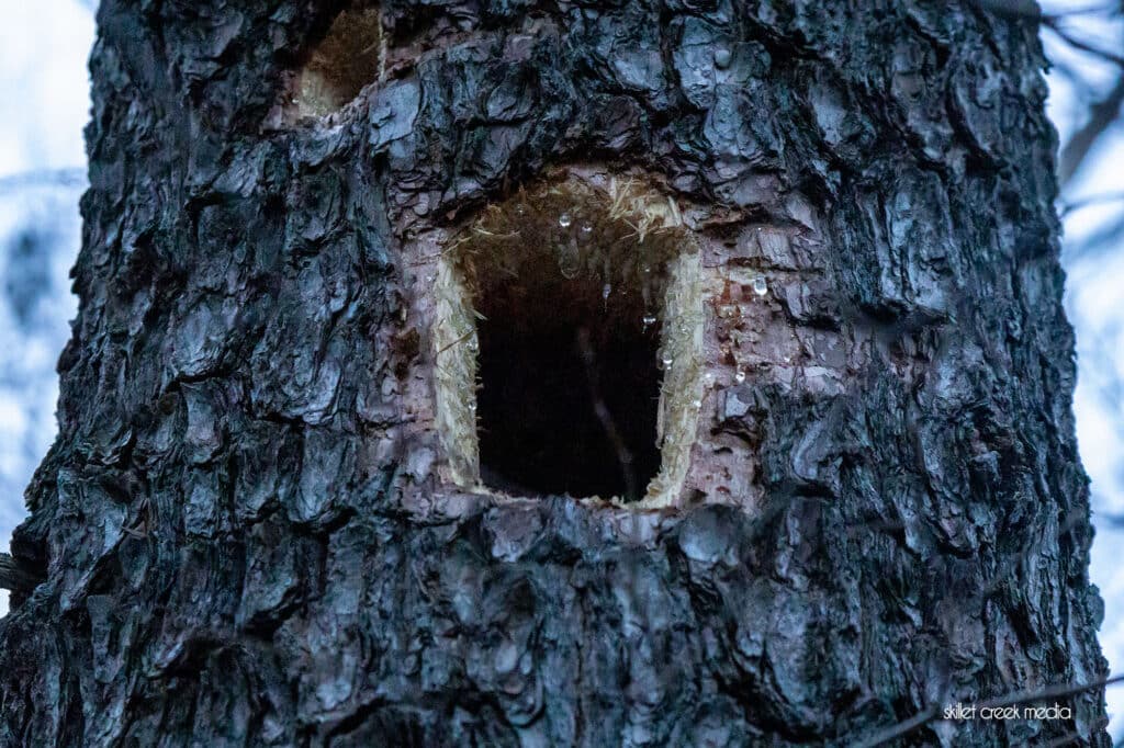 Pileated Woodpecker hole in a pine tree