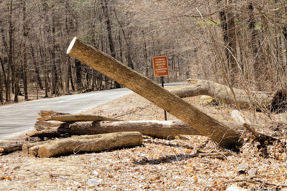Wood along south shore road, april 16, 2023