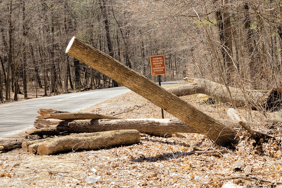 What’s Up With All The Downed Trees?