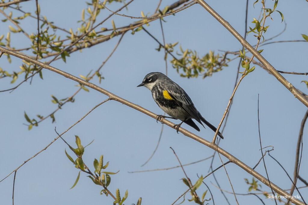 Yellow-Rumped Warbler, South Shore, Devil's Lake State Park