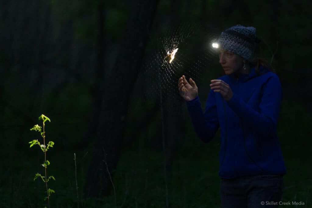 capturing bats at Parfrey's Glen in 2016