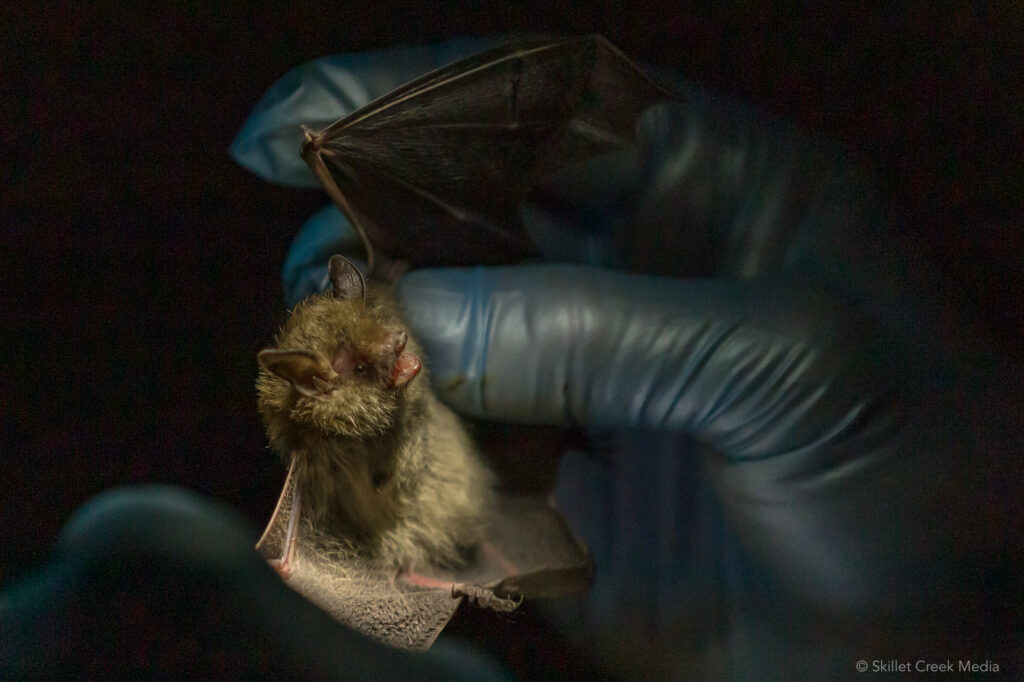 Little Brown Bat