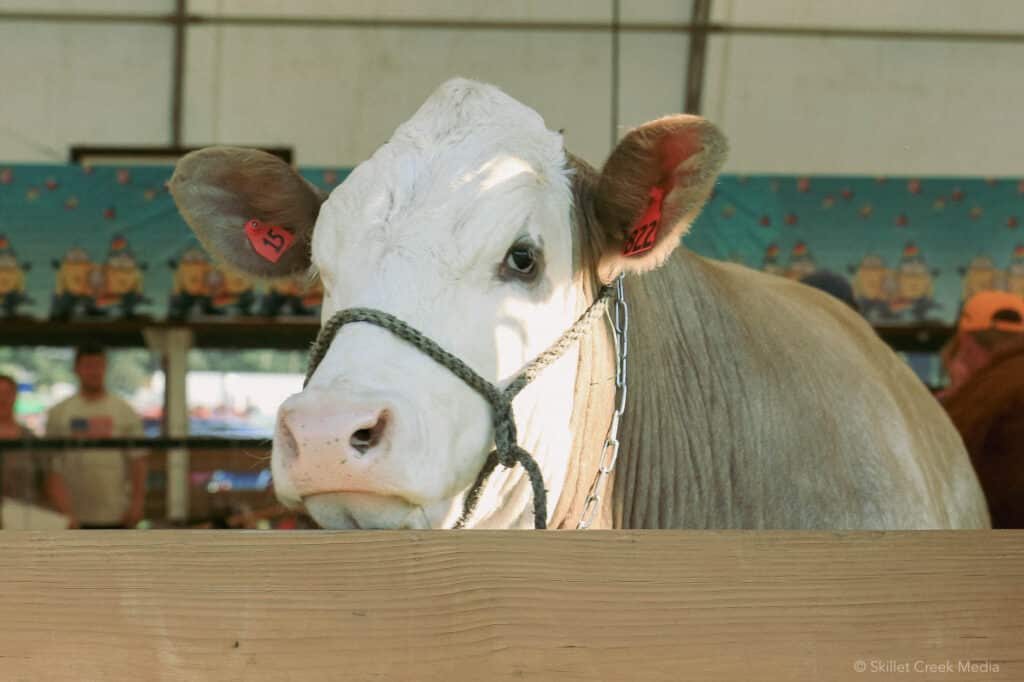 Cow at the Sauk County Fair