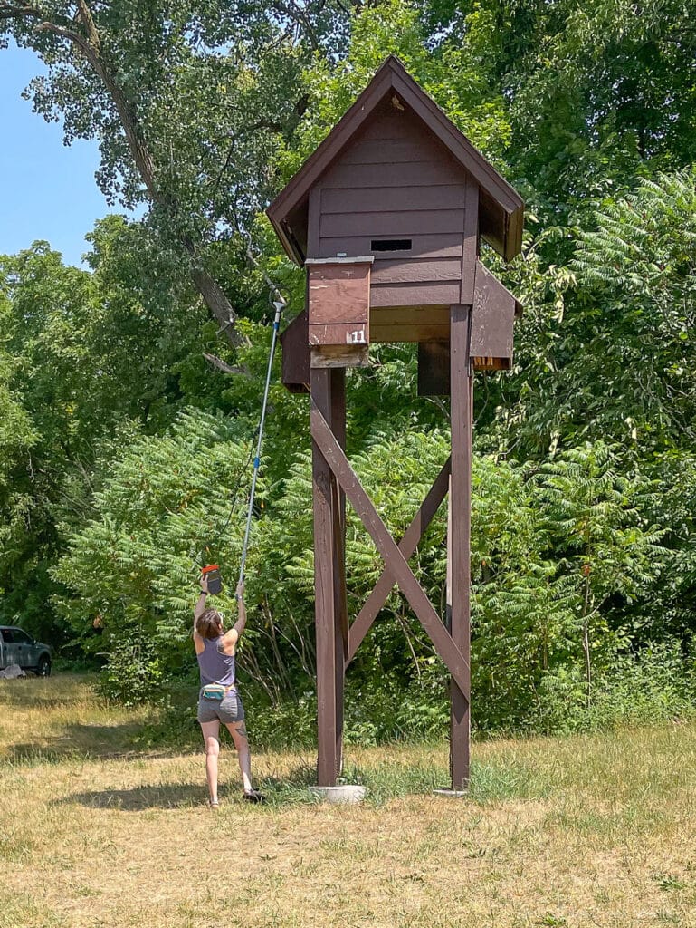 Checking for returning tagged bats with radio antenna. 2023