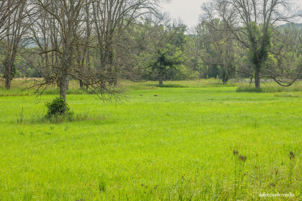 Cranes in Wetland