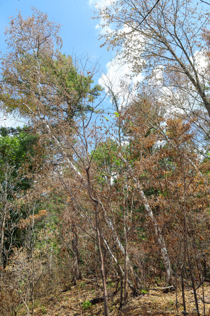 dead leaves due to fire.