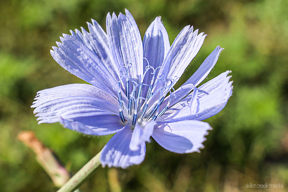 chicory