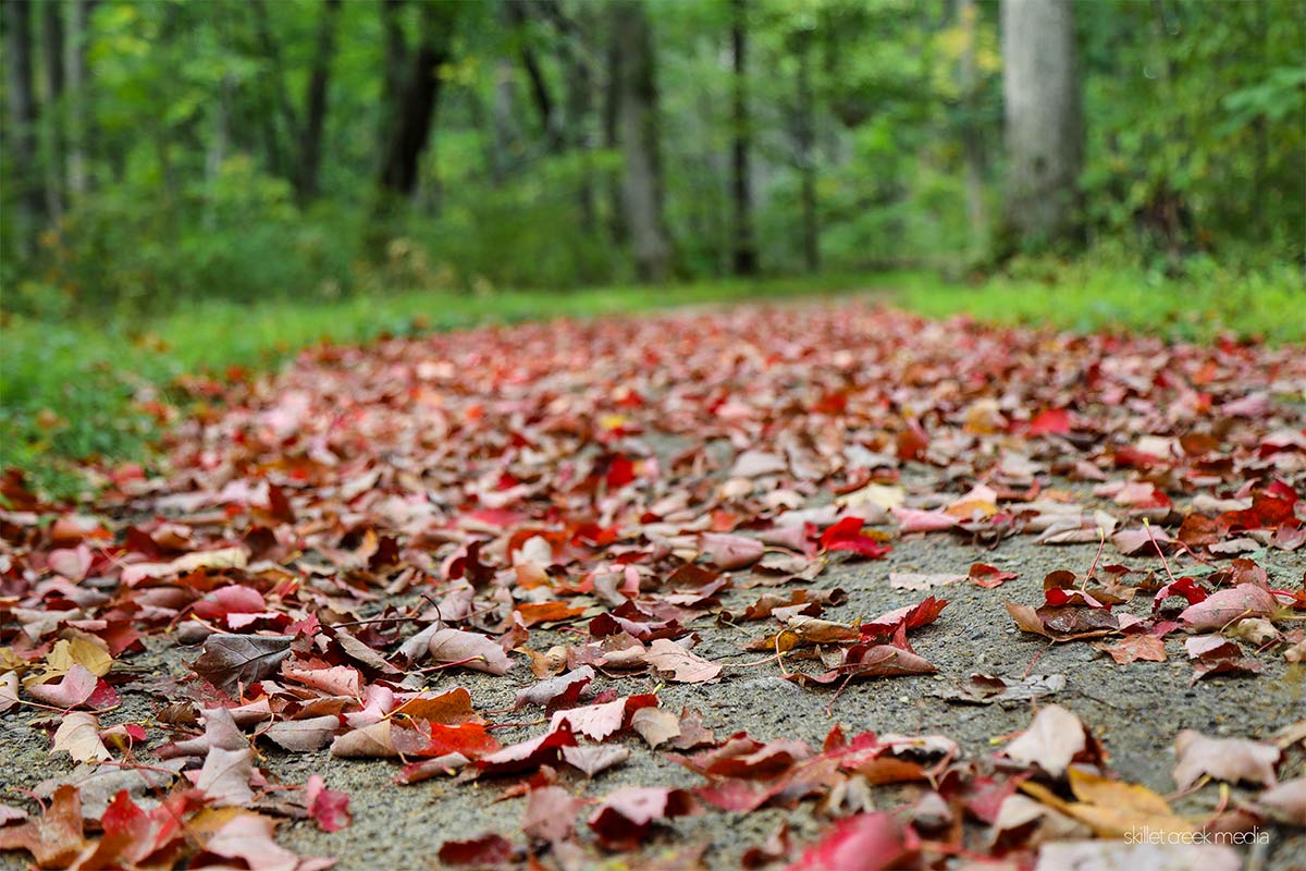 Fall Color 2023, East Bluff Trail