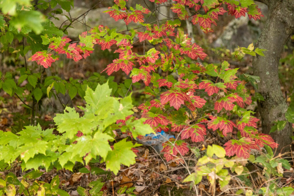 Fall Color Photo