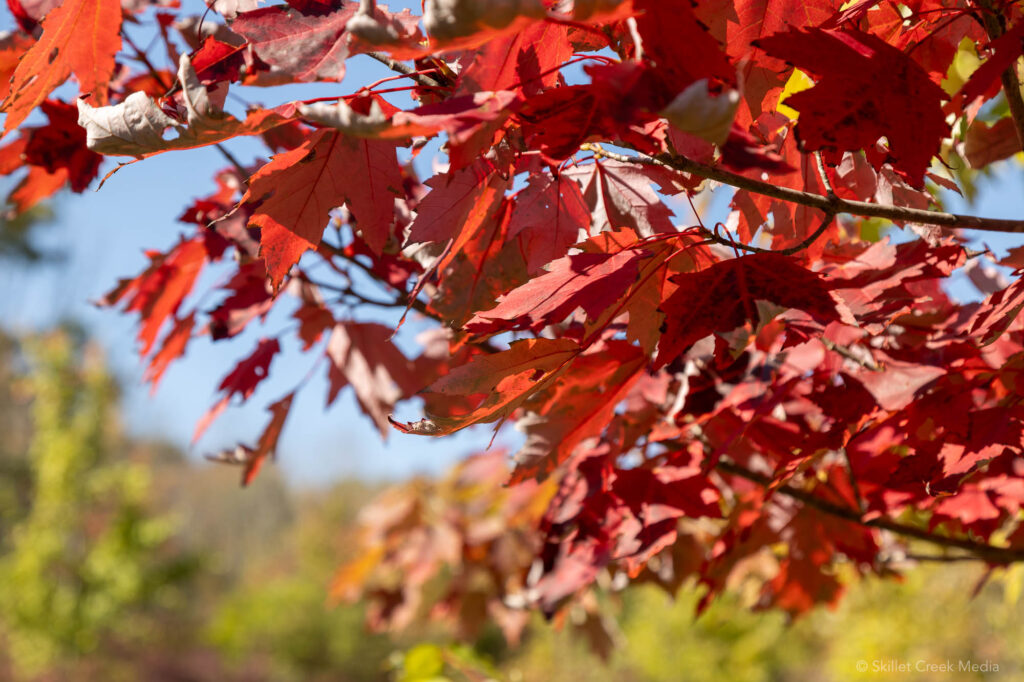 Fall Color Photo