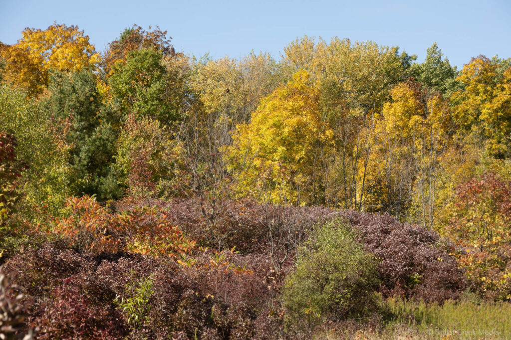 Fall Color Photo