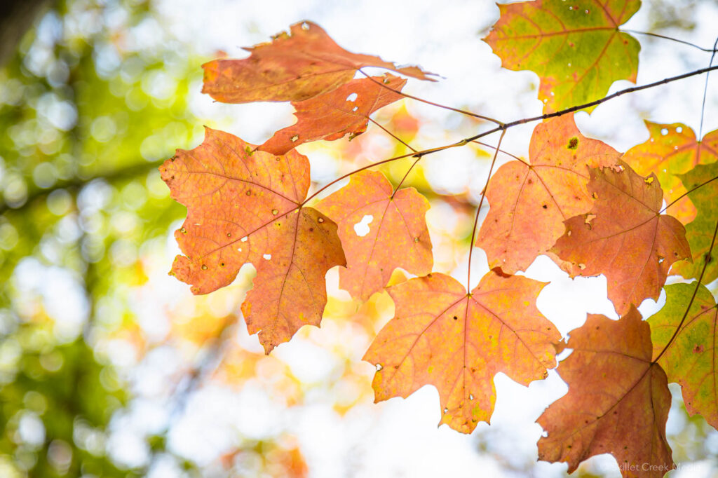 Fall Colors in the Baraboo Area