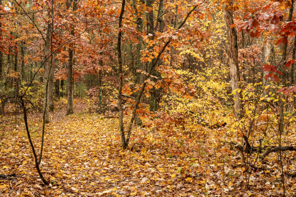 Mirror Lake State Park Color