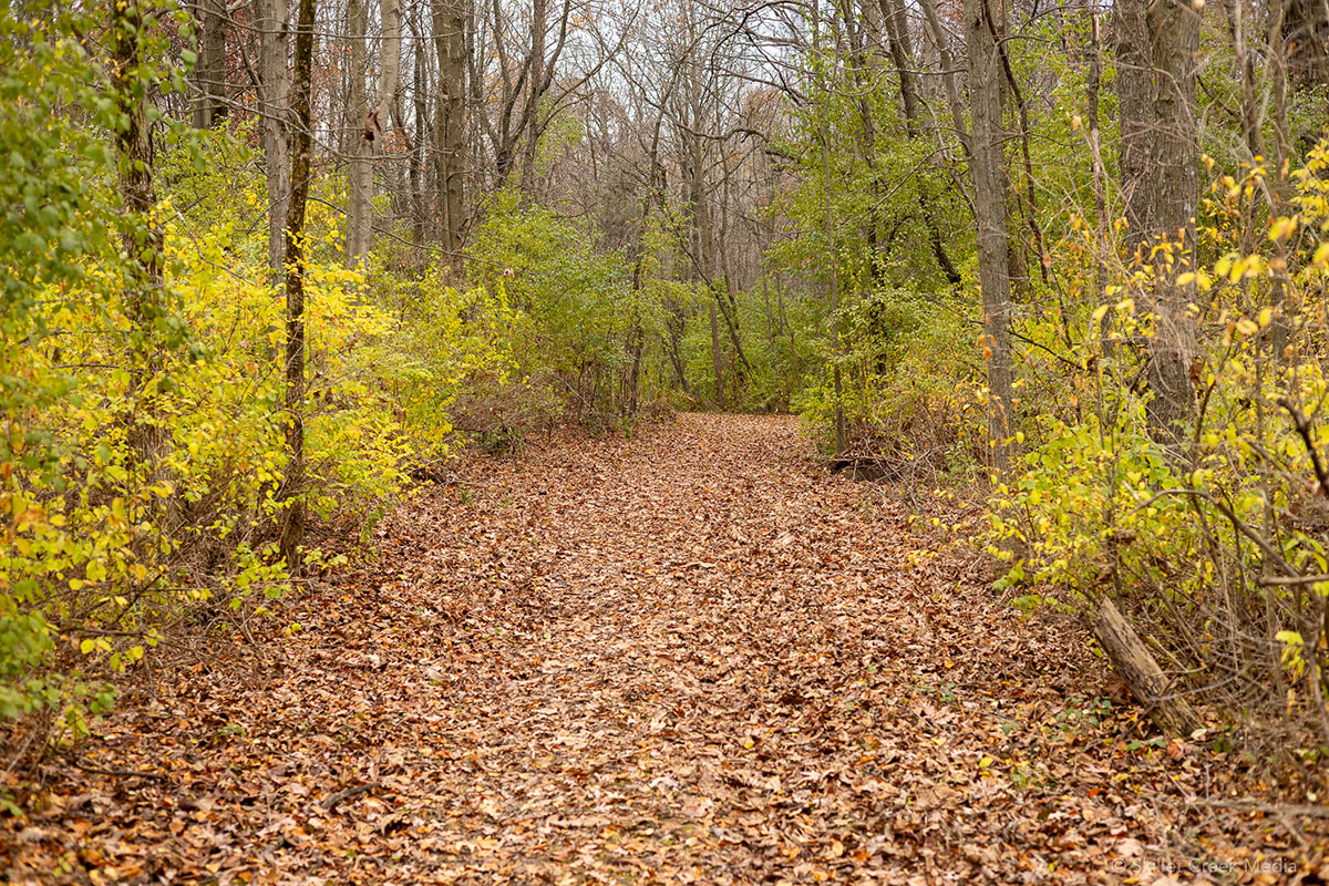 Invasive Green, Devil's Lake State Park.