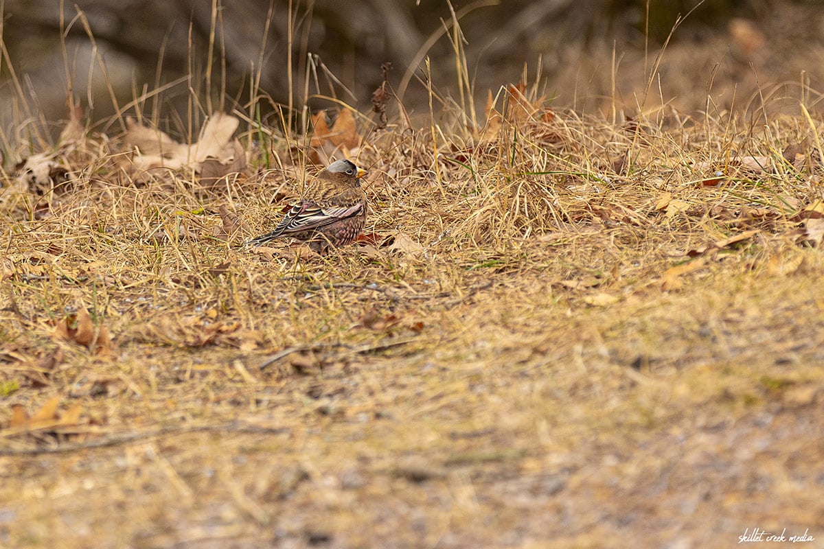 Gray-crowned Rosy-Finch, Devil's Lake State Park