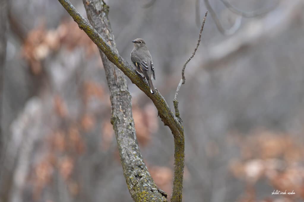 Townsend's Solitaire, Devil's Lake State Park