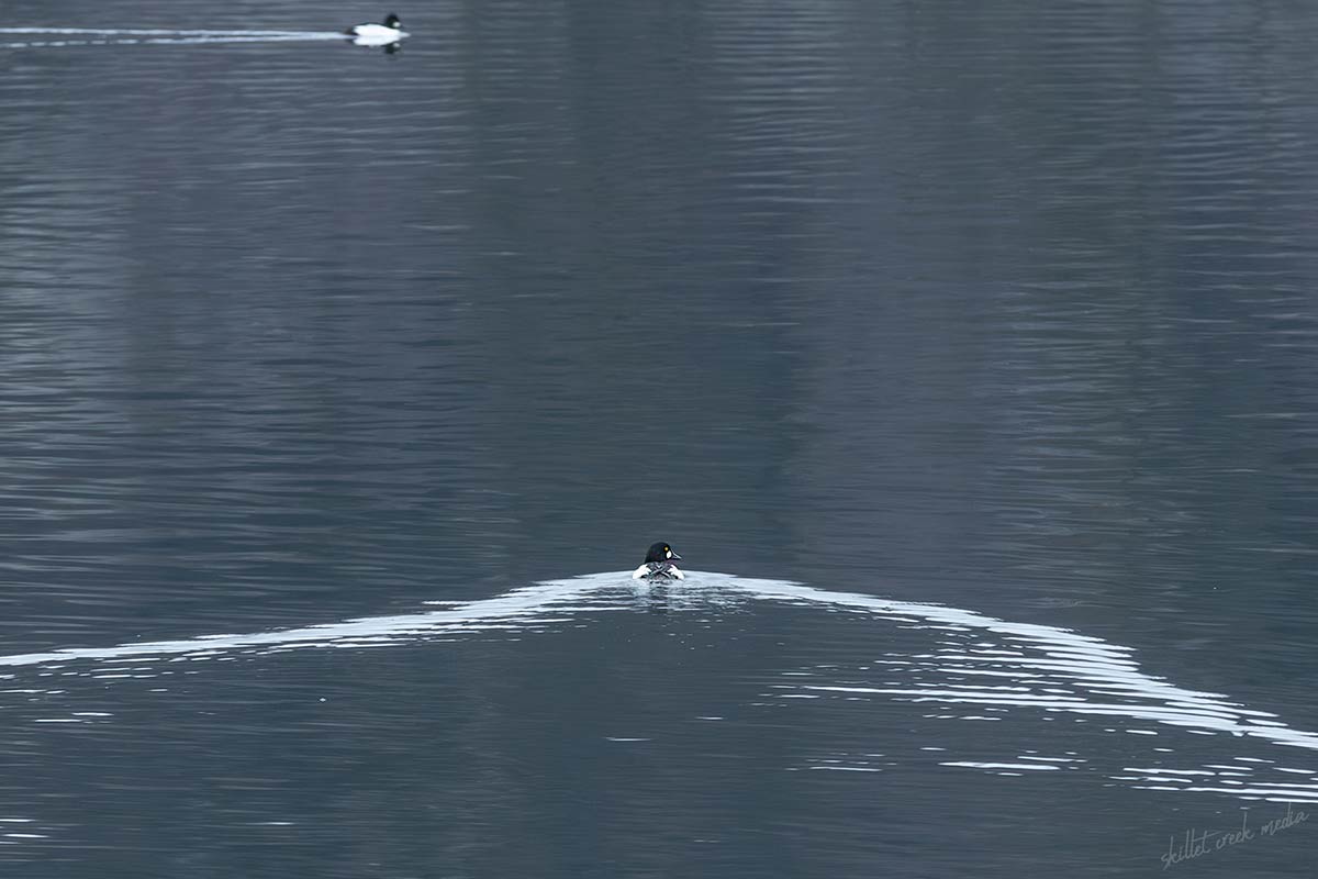 Goldeneye duck on Devil's Lake