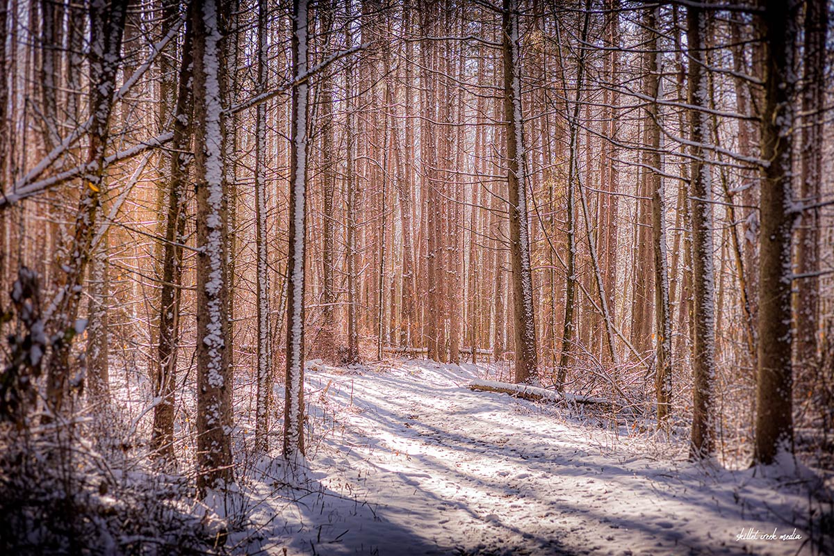 Pines, Steinke Basin, Devil's Lake State Park