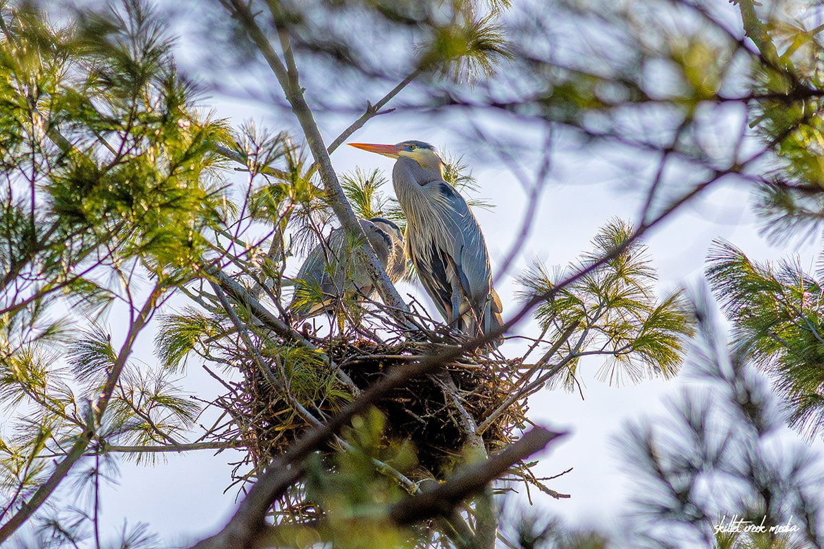 Welcome Home Heron!