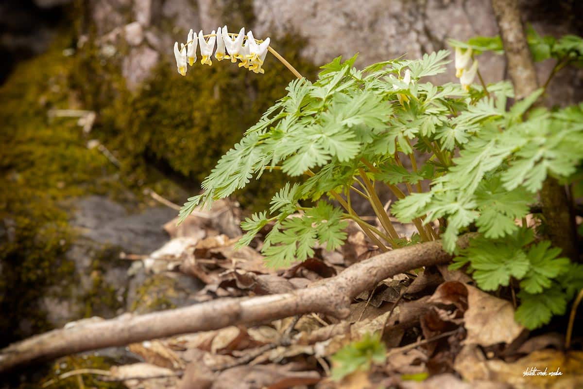 Dutchman's Breeches