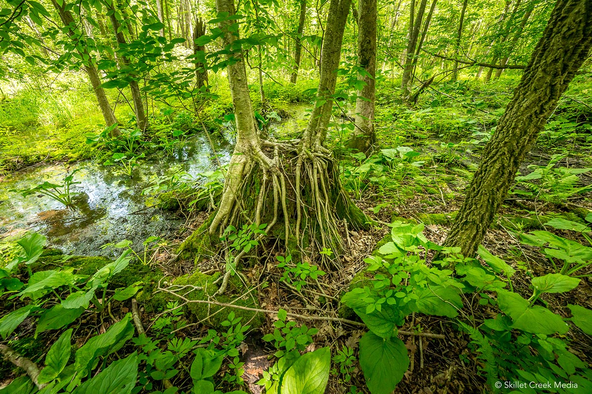 Lost Lake State Natural Area, Baraboo, Wisconsin.