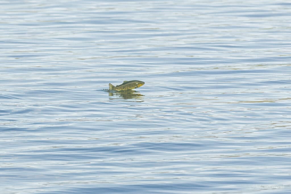 Brown Trout, Devil's Lake State Park