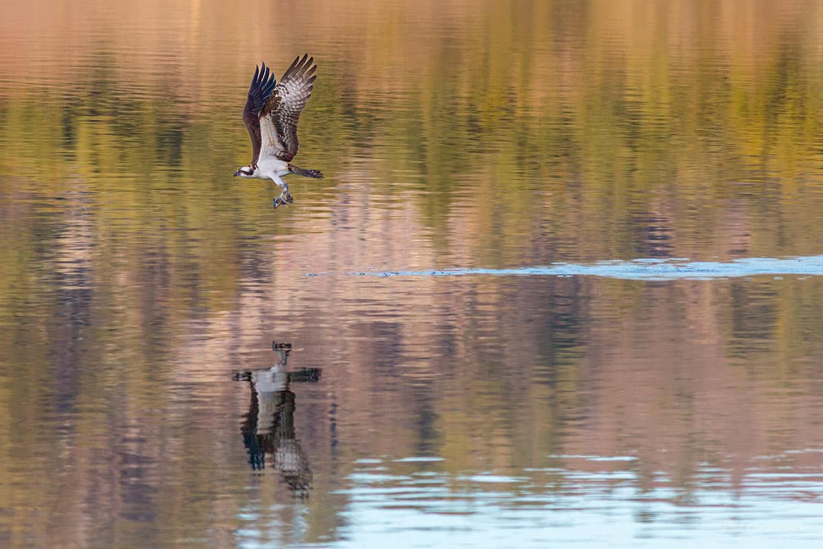 Osprey